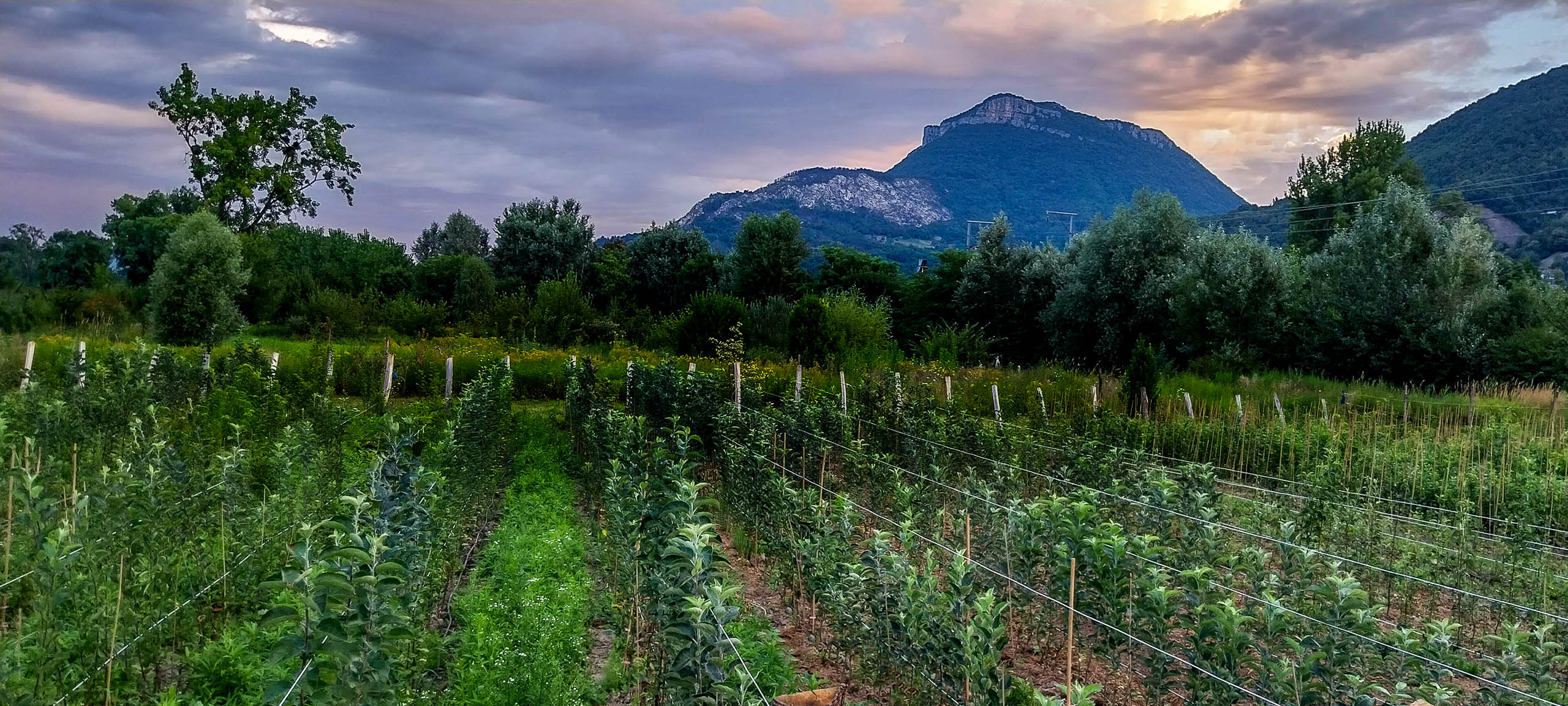Vue d’ensemble de la pépinière Des Racines et Des Fruits à Voreppe