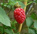 Tayberry